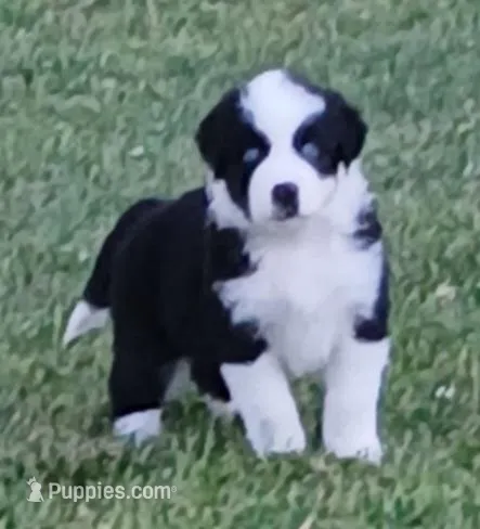 Olaf – Australian Shepherd puppy for sale in Matthews, NC