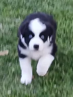 Olaf, a male Australian Shepherd for sale in Matthews, NC – Photo 3 of 5