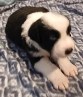 Olaf, a male Australian Shepherd for sale in Matthews, NC – Photo 5 of 5