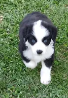 Pooh, a male Australian Shepherd for sale in Matthews, NC – Photo 4 of 6