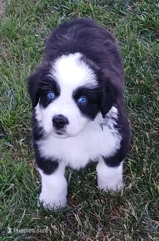 Pooh – Australian Shepherd puppy for sale in Matthews, NC