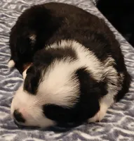 Pooh, a male Australian Shepherd for sale in Matthews, NC – Photo 6 of 6