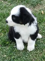 Pooh, a male Australian Shepherd for sale in Matthews, NC – Photo 2 of 6