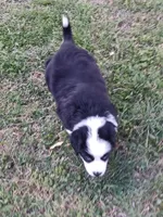 Pooh, a male Australian Shepherd for sale in Matthews, NC – Photo 3 of 6