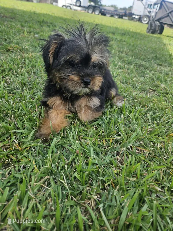 Blue – Shih Tzu, Yorkshire Terrier puppy for sale in Pikeville, NC