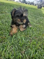 Blue, a male Shih Tzu and Yorkshire Terrier for sale in Pikeville, NC – 1 of 1