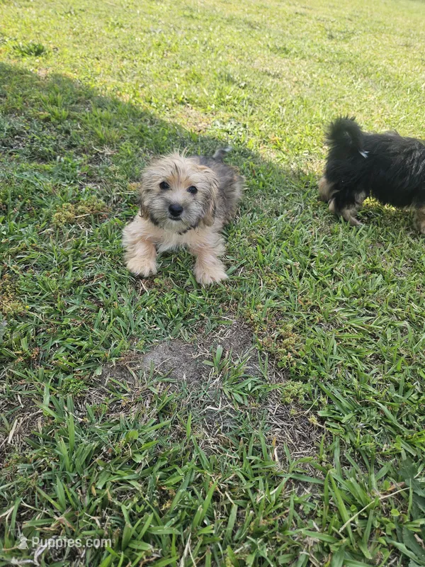 Red – Shih Tzu, Yorkshire Terrier puppy for sale in Pikeville, NC
