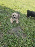 Red, a male Shih Tzu and Yorkshire Terrier for sale in Pikeville, NC – 1 of 1