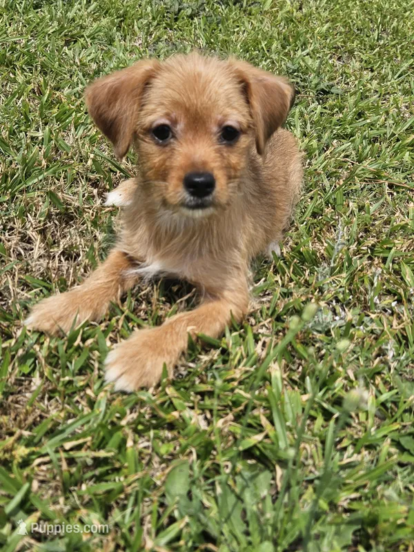 Yellow  – Shih Tzu, Yorkshire Terrier puppy for sale in Pikeville, NC