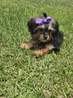 Purple , a female Shih Tzu and Yorkshire Terrier for sale in Pikeville, NC – 3 of 3