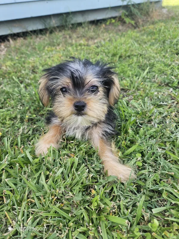 Pink – Shih Tzu, Yorkshire Terrier puppy for sale in Pikeville, NC
