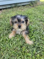 Pink, a female Shih Tzu and Yorkshire Terrier for sale in Pikeville, NC – 1 of 1