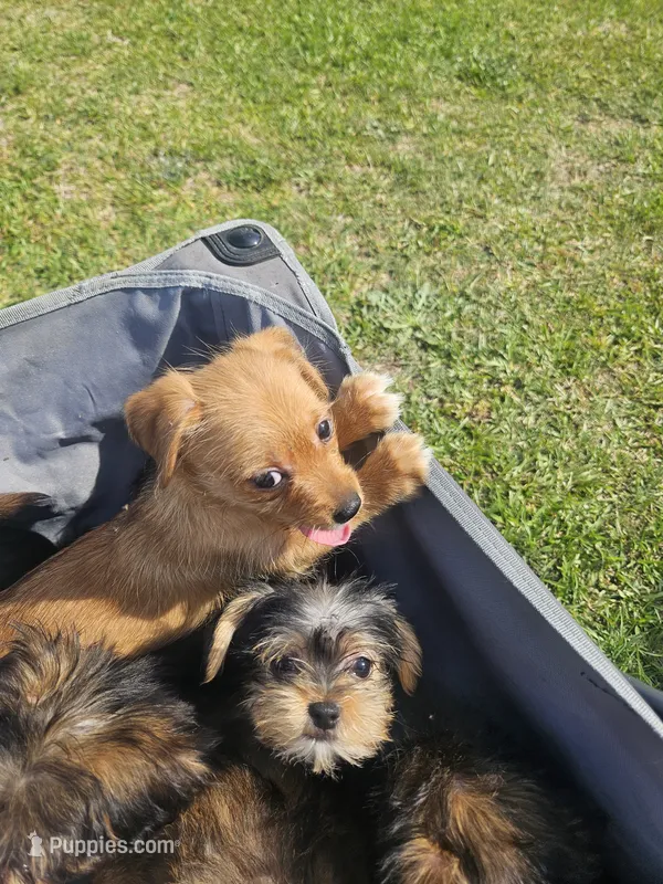 Yellow  – Shih Tzu, Yorkshire Terrier puppy for sale in Pikeville, NC