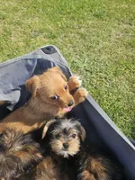 Yellow , a female Shih Tzu and Yorkshire Terrier for sale in Pikeville, NC – 1 of 1