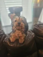 Pink, a female Yorkshire Terrier for sale in Pikeville, NC – Photo 2 of 4