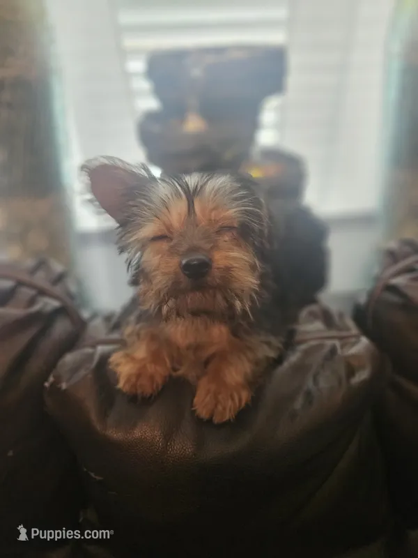 Pink – Yorkshire Terrier puppy for sale in Pikeville, NC