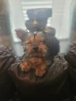 Pink, a female Yorkshire Terrier for sale in Pikeville, NC – Photo 1 of 4