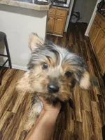 Pink, a female Yorkshire Terrier for sale in Pikeville, NC – Photo 3 of 4