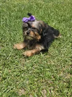 Purple , a female Shih Tzu and Yorkshire Terrier for sale in Pikeville, NC – 2 of 3