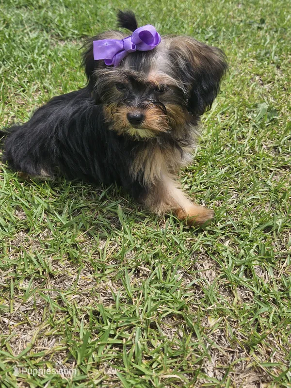 Purple  – Shih Tzu, Yorkshire Terrier puppy for sale in Pikeville, NC