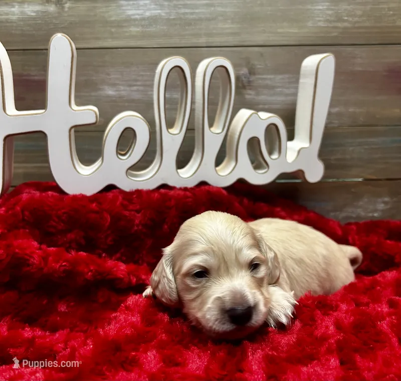 Hermione – Miniature Dachshund puppy for sale in McDonough, GA