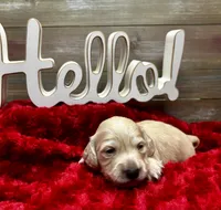 Hermione, a female Miniature Dachshund for sale in McDonough, GA – 1 of 2