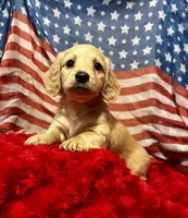 Hermione, a female Miniature Dachshund for sale in McDonough, GA – 2 of 4