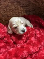 Tiny, a male Miniature Dachshund for sale in McDonough, GA – Photo 3 of 3