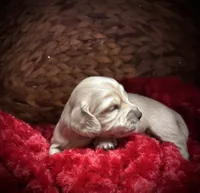 Tiny, a male Miniature Dachshund for sale in McDonough, GA – Photo 1 of 3