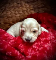 Tiny, a male Miniature Dachshund for sale in McDonough, GA – Photo 2 of 3