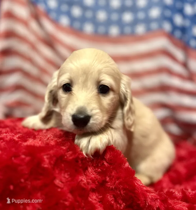 Harry – Miniature Dachshund puppy for sale in McDonough, GA