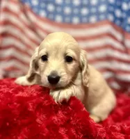 Harry, a male Miniature Dachshund for sale in McDonough, GA – 1 of 4