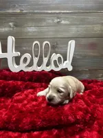 Harry, a male Miniature Dachshund for sale in McDonough, GA – 2 of 2