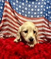 Harry, a male Miniature Dachshund for sale in McDonough, GA – 2 of 4
