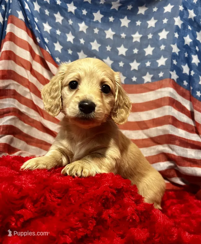 Hermione – Miniature Dachshund puppy on hold in McDonough, GA