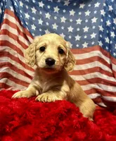 Hermione, a female Miniature Dachshund for sale in McDonough, GA – 1 of 4