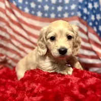 Ron, a male Miniature Dachshund for sale in McDonough, GA – 2 of 4