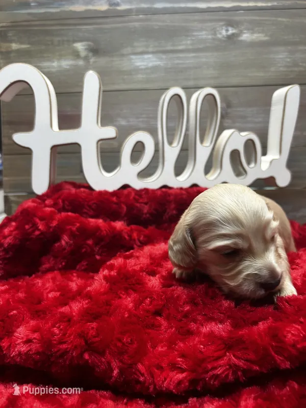 Neville – Miniature Dachshund puppy for sale in McDonough, GA