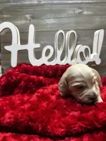 Neville, a male Miniature Dachshund for sale in McDonough, GA – 1 of 2