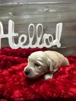 Ron, a male Miniature Dachshund for sale in McDonough, GA – 2 of 2