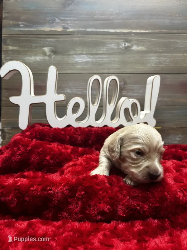 Harry – Miniature Dachshund puppy for sale in McDonough, GA
