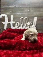 Harry, a male Miniature Dachshund for sale in McDonough, GA – 1 of 2