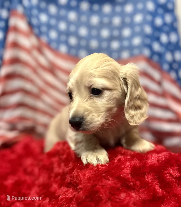 Ron – Miniature Dachshund puppy for sale in McDonough, GA