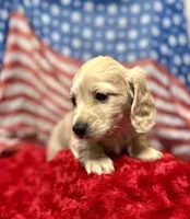 Ron, a male Miniature Dachshund for sale in McDonough, GA – 1 of 4