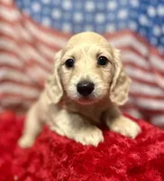 Neville, a male Dachshund and Miniature Dachshund for sale in McDonough, GA – 3 of 3