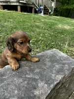Jim, a male Miniature Dachshund for sale in McDonough, GA – Photo 4 of 4