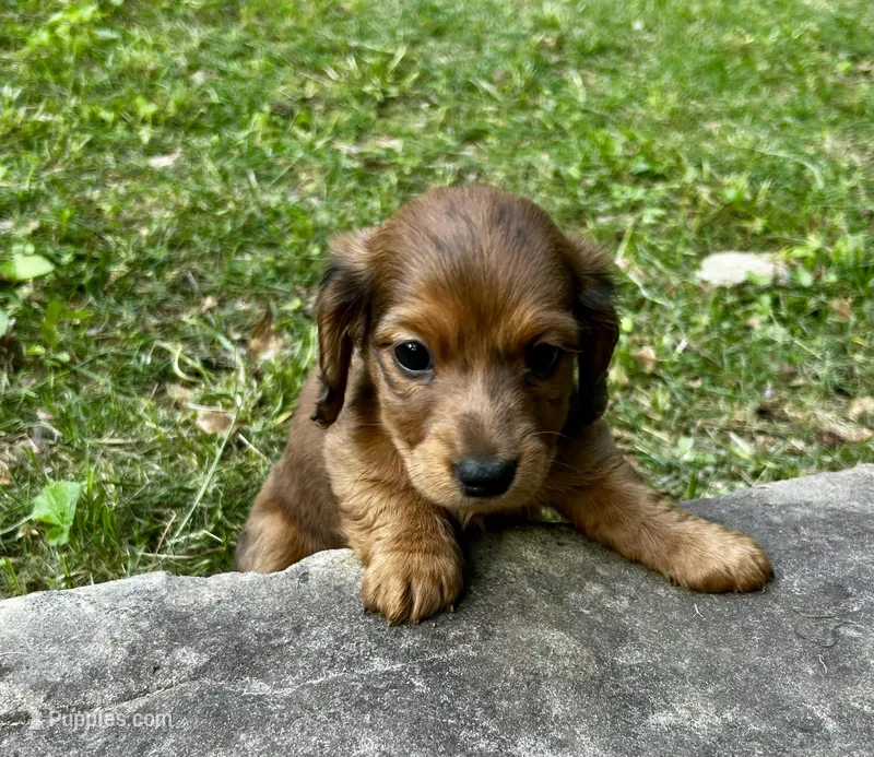 Jim – Miniature Dachshund puppy for sale in McDonough, GA