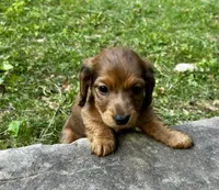 Jim, a male Miniature Dachshund for sale in McDonough, GA – Photo 1 of 4