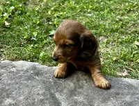 Jim, a male Miniature Dachshund for sale in McDonough, GA – Photo 2 of 4