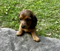 Jim, a male Miniature Dachshund for sale in McDonough, GA – Photo 3 of 4